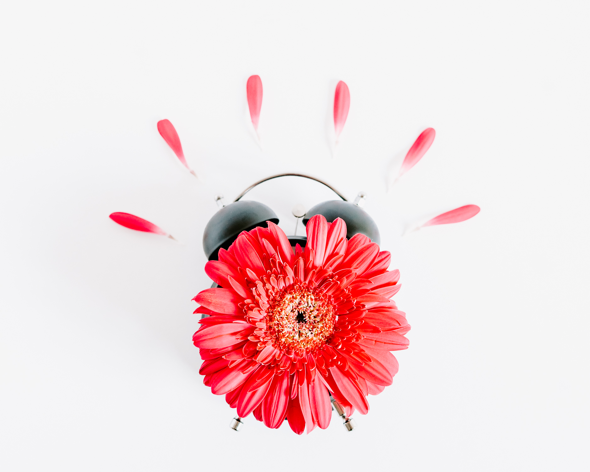 Pink Gerbera Daisy