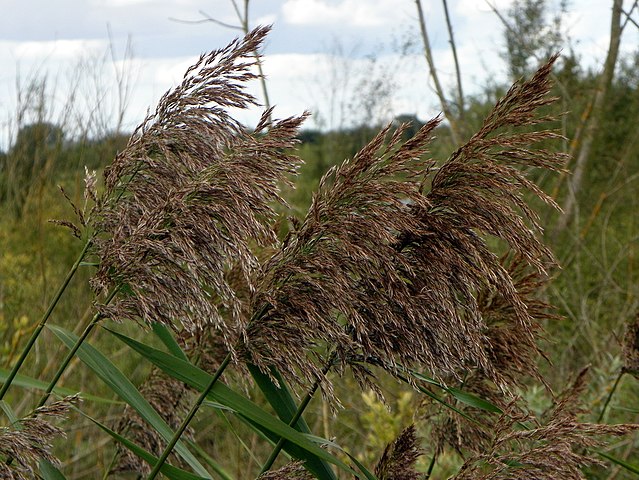 639px-Common_Reed_(Phragmites_australis)_(8131458951).jpg