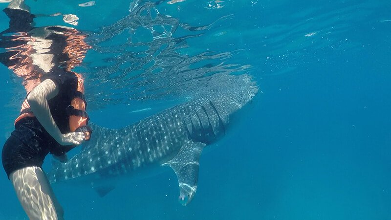 swimming with a whale shark