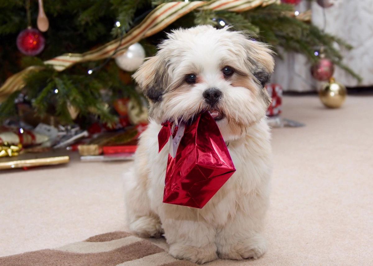 a small dog holds a shiny red gift bag in front of a Christmas tree