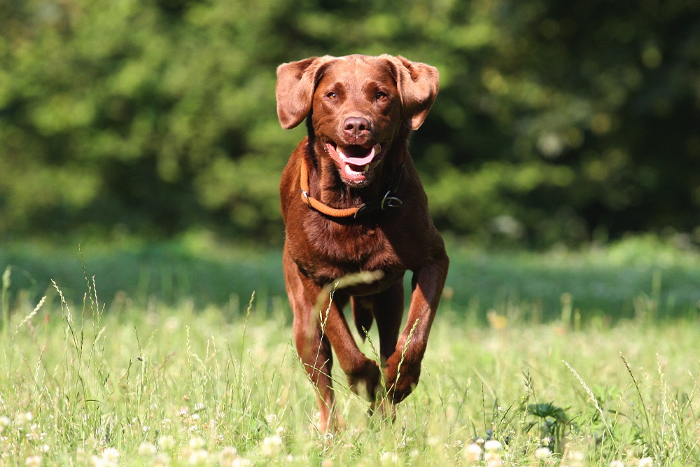 are labrador retrievers good outside dogs