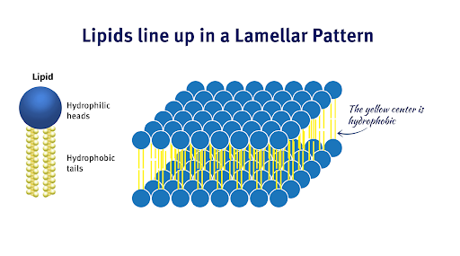Lipids line-up in a Lamellar Pattern
