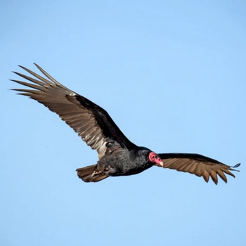 Alabama Birds Turkey Vulture