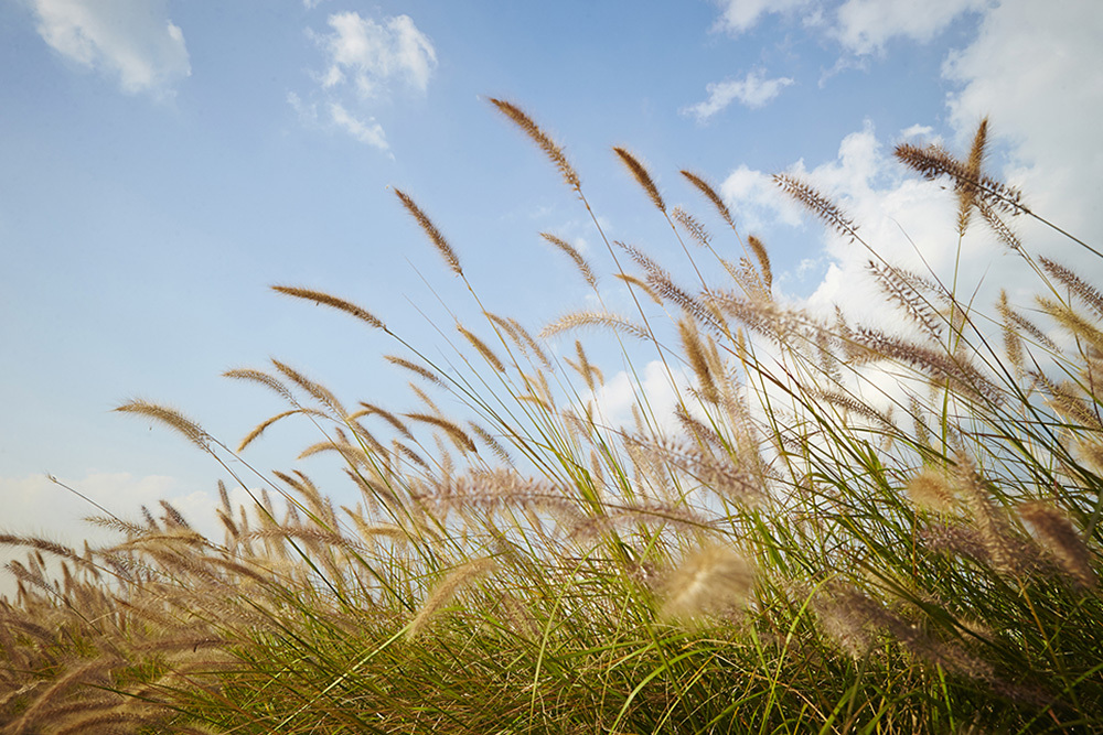 foxtail plant dog