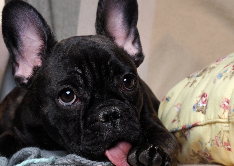 frenchbulldoglickingpaw.webp