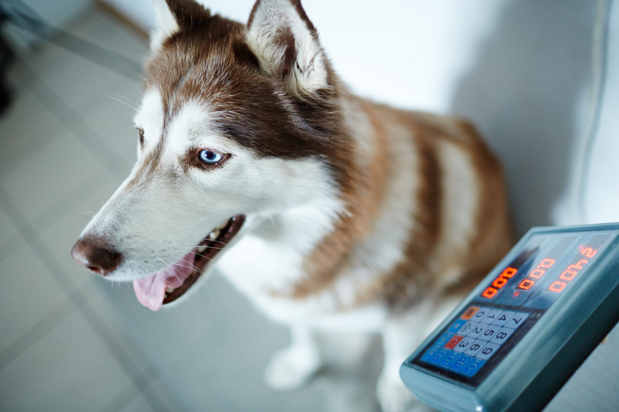 How to get your dog used to being weighed on the scales