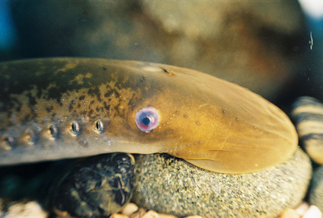 Sea_lamprey_Wikimedia.jpg