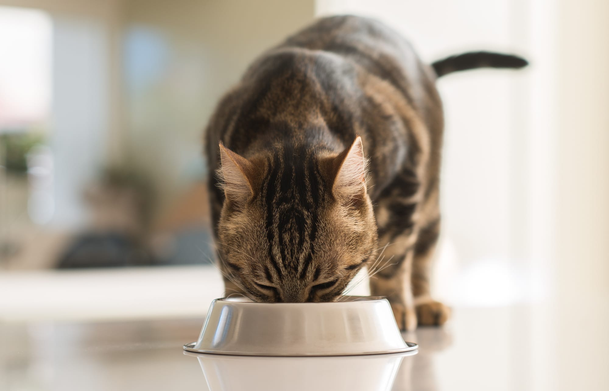 Low-Phosphorus Cat Foods for Kidney