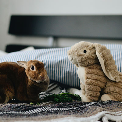 Bunny Bed Bugs.