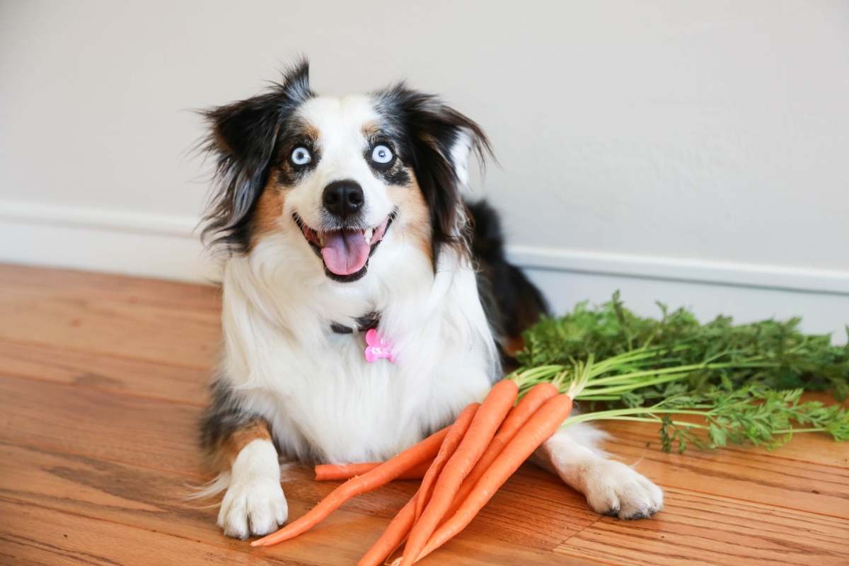 do raw carrots help clean dogs teeth