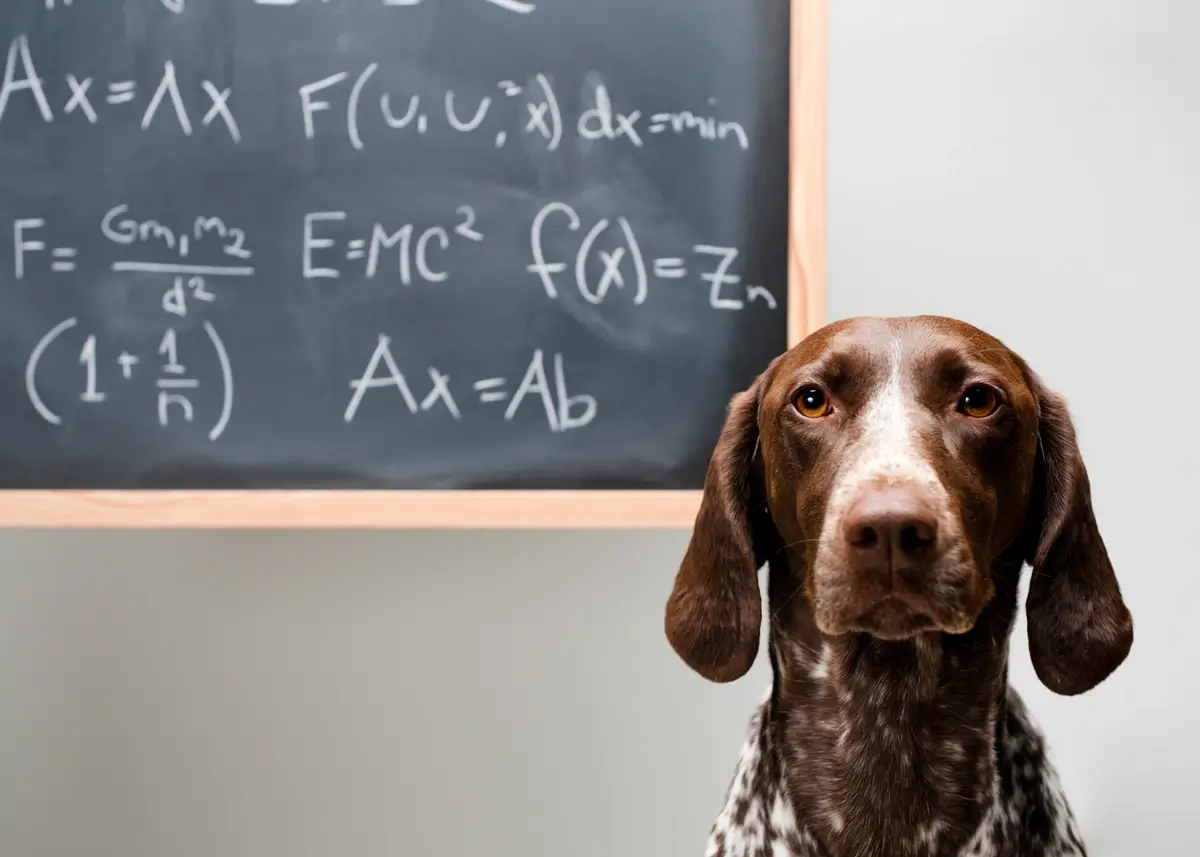 dog.chalkboard (1).webp