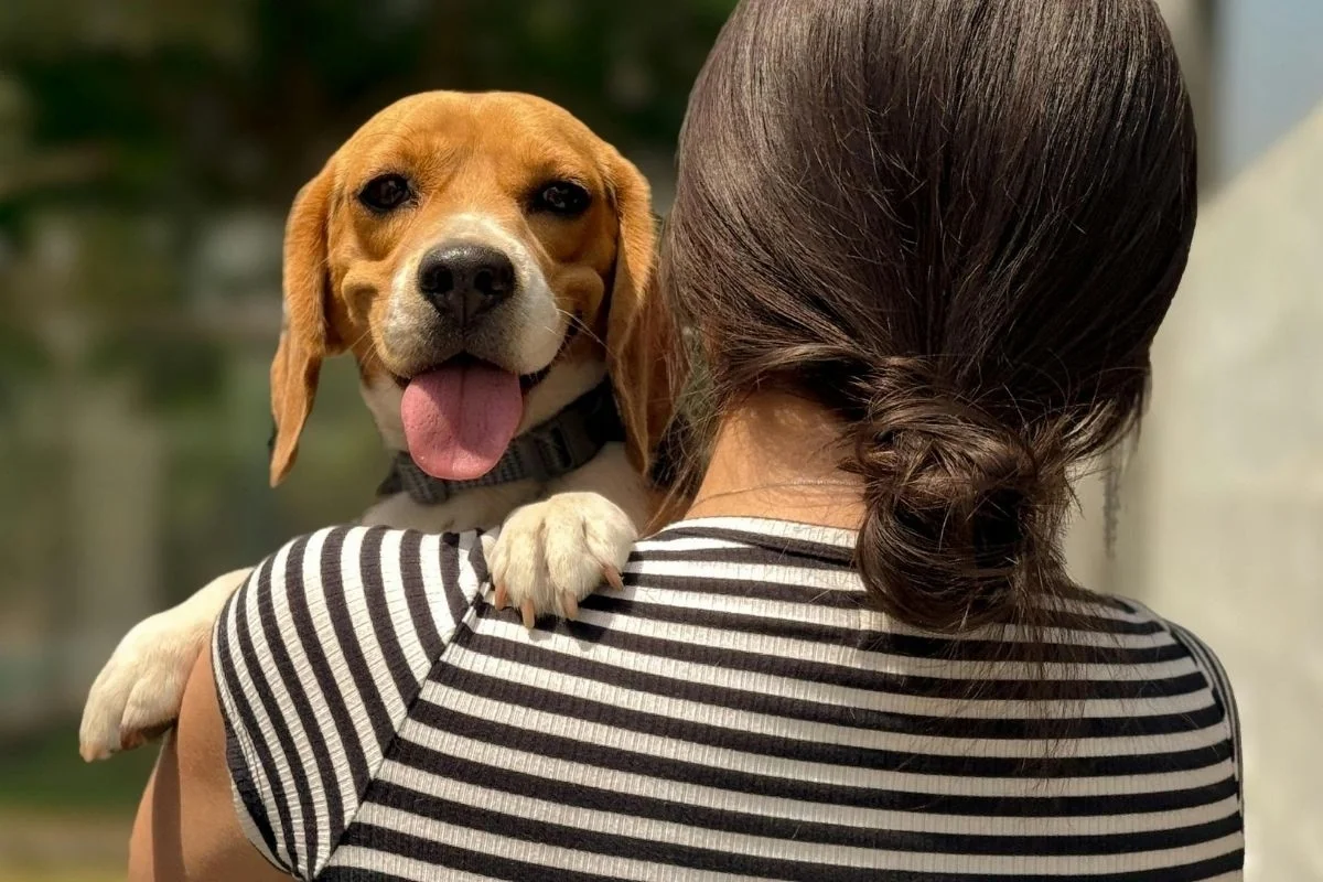 Calm beagle with tongue out looking over the shoulder of a woman in a striped shirt