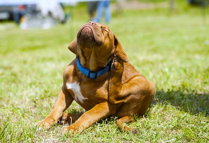 Dog Food For Dogs With Sensitive Skin & Allergies - Nom Nom