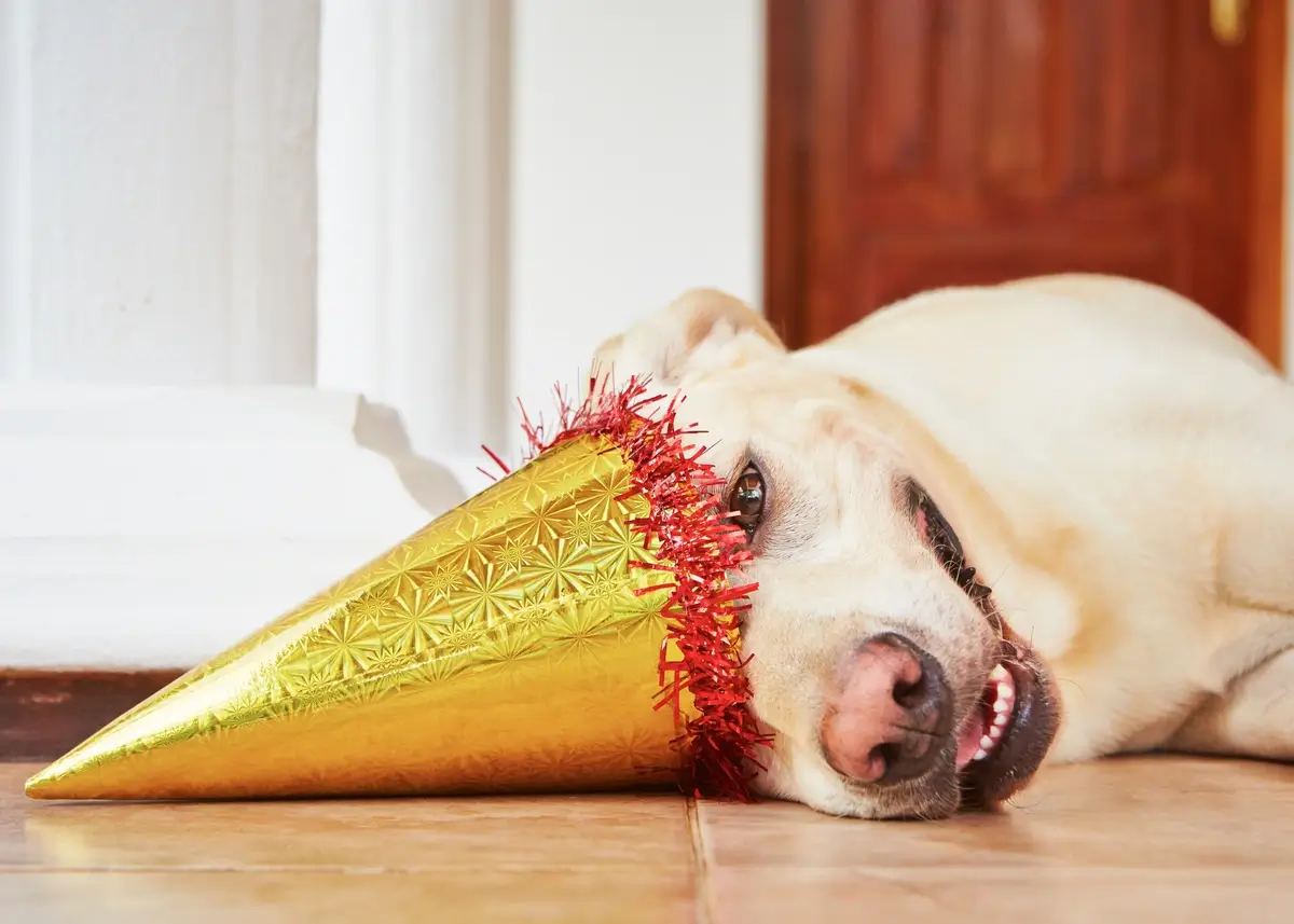 dogproofparty (1).webp