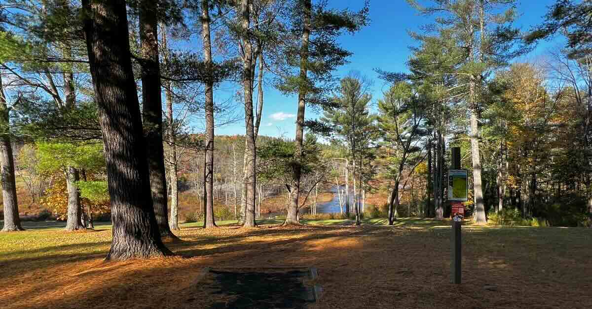 A disc golf tee pad in a wooded area with lots of fallen pine needles