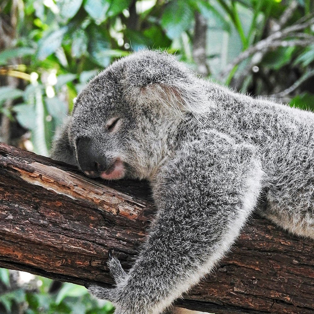 Koala_Sleeping.webp