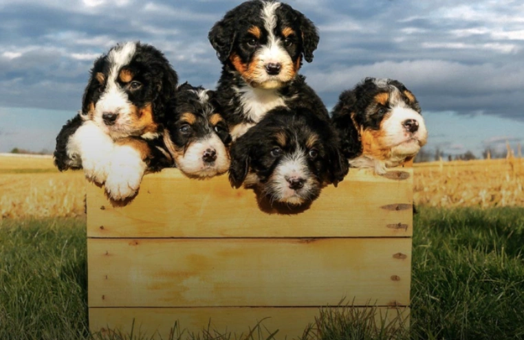 5 Mini Bernedoodle puppies outside peer over the edge of a box