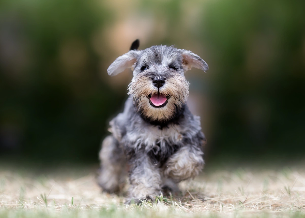 A salt and pepper miniature schnauzer puppy runs toward the camera