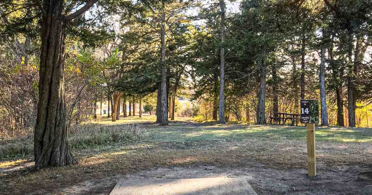 A tightly wooded disc golf fairway with sun coming through trees
