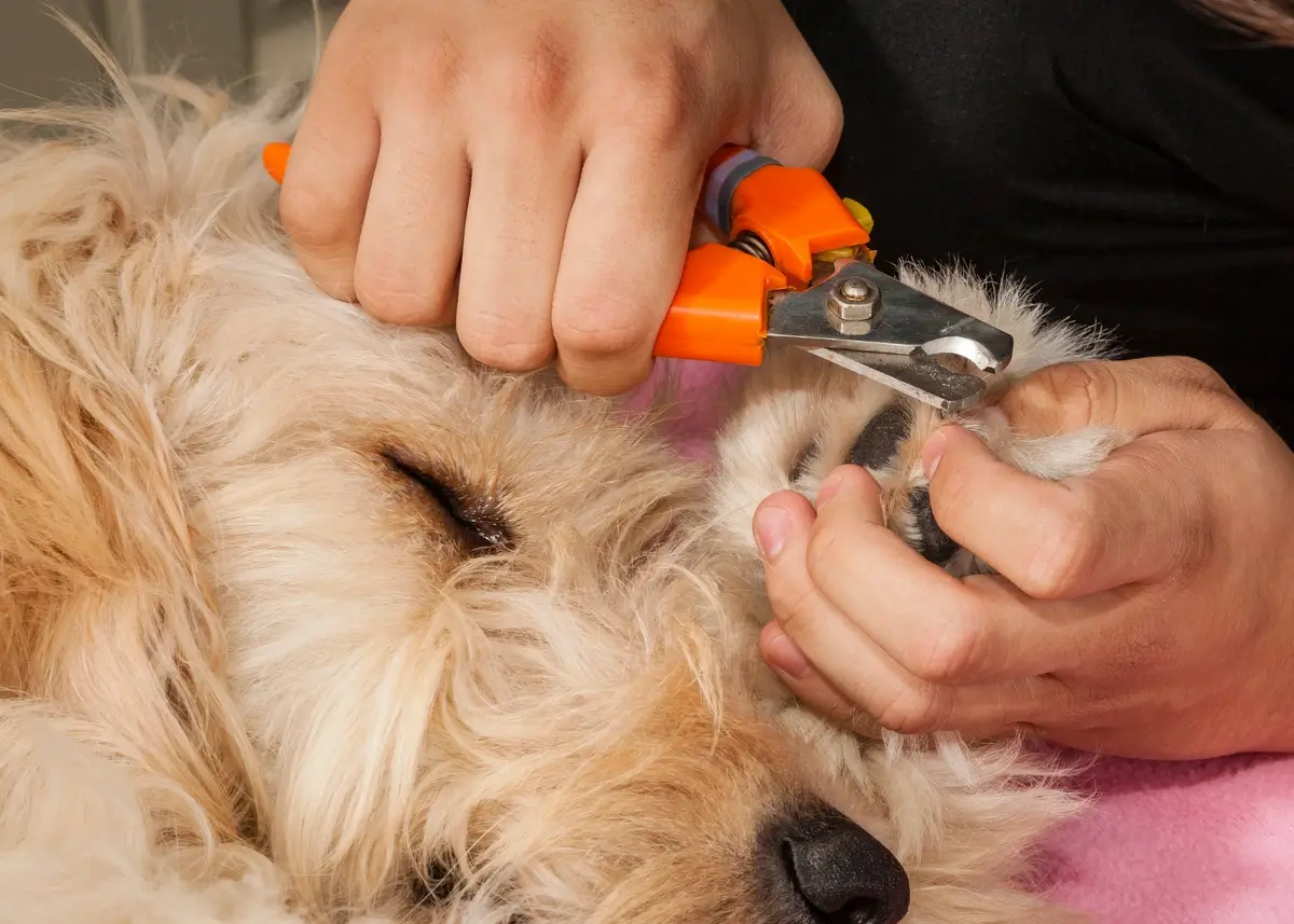 nailtrimeyesclosed (1).webp