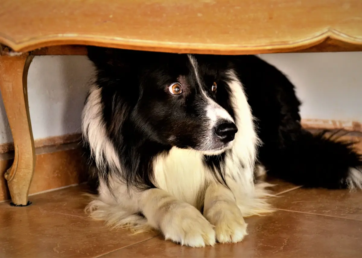 bordercolliehiding (1).webp