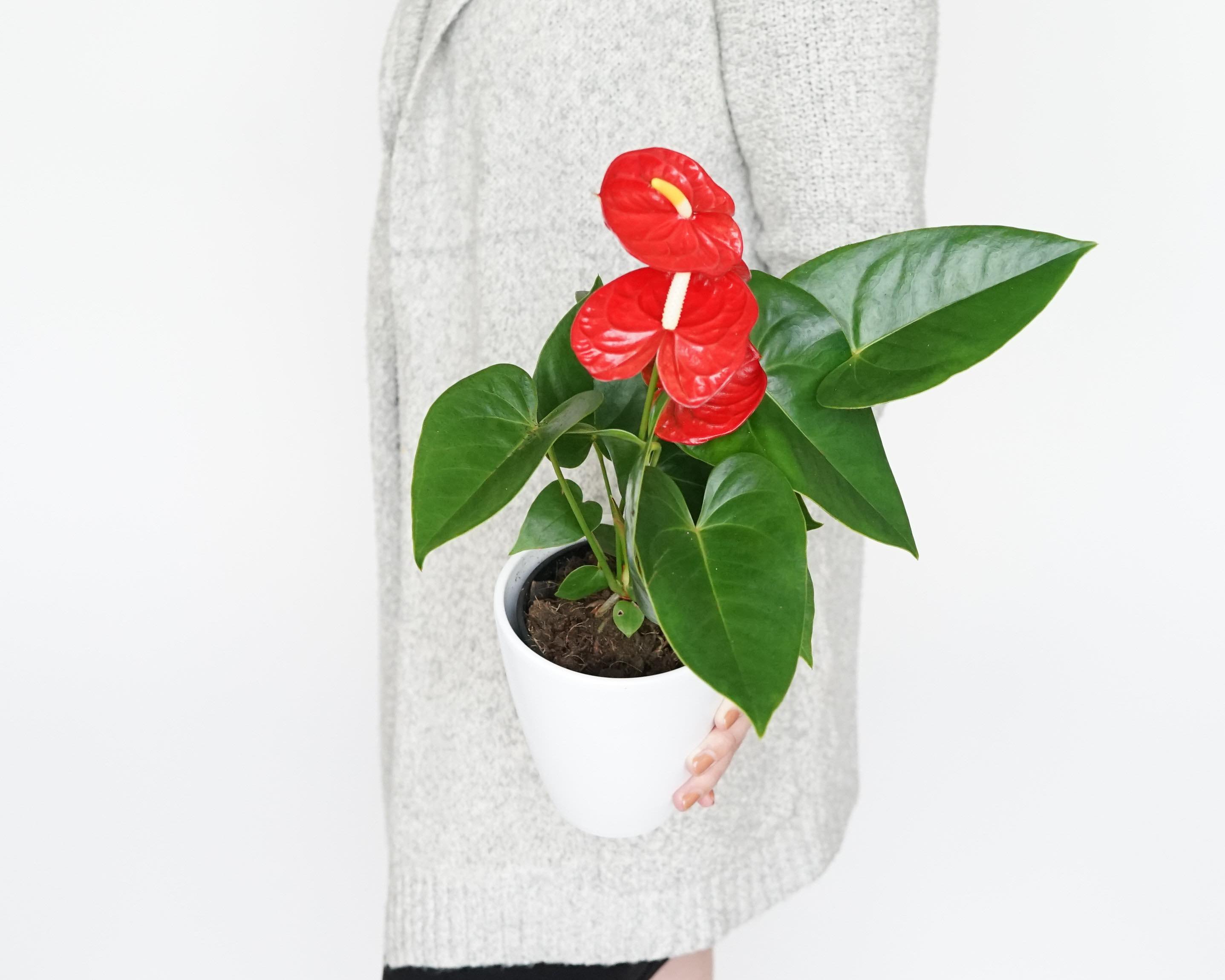 Plants as Valentine's Day Gifts