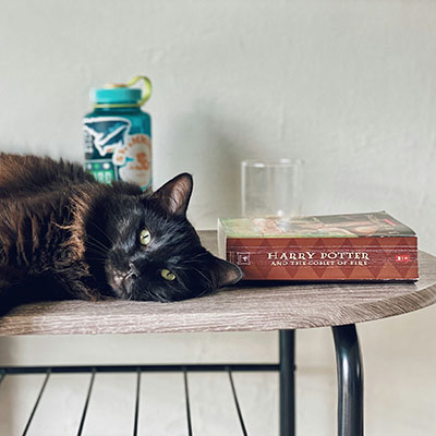 Kitty laying by Harry Potter book.