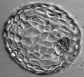 hatched-blastocyst.jpg