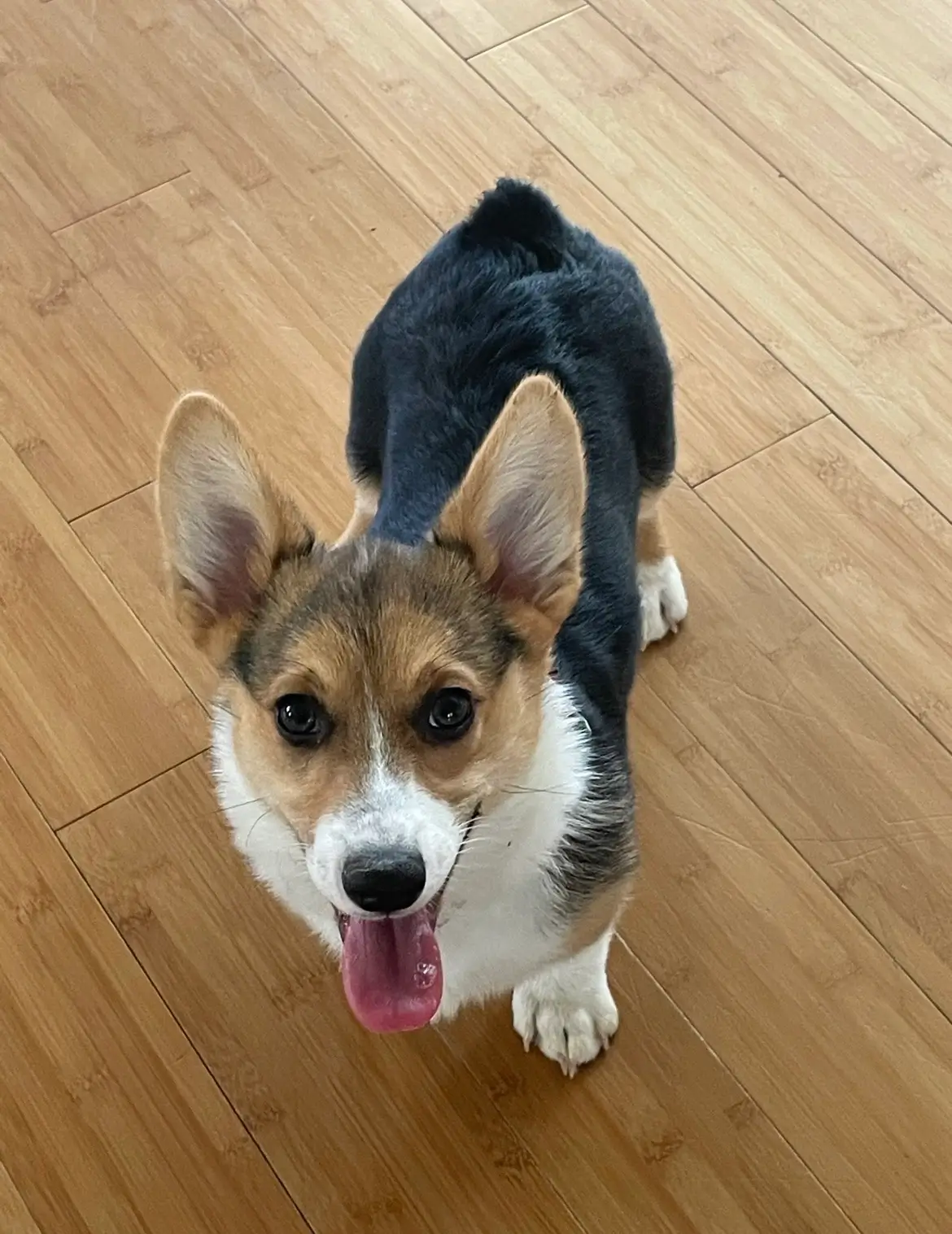 dollypartoncorgishannon (1).webp