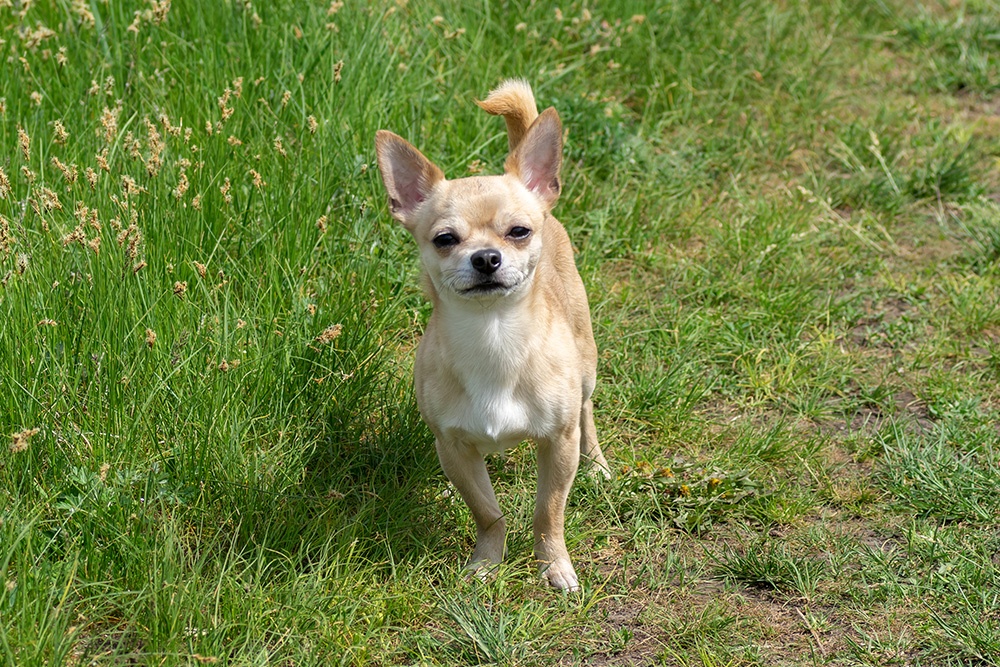 Chihuahua itching like store crazy