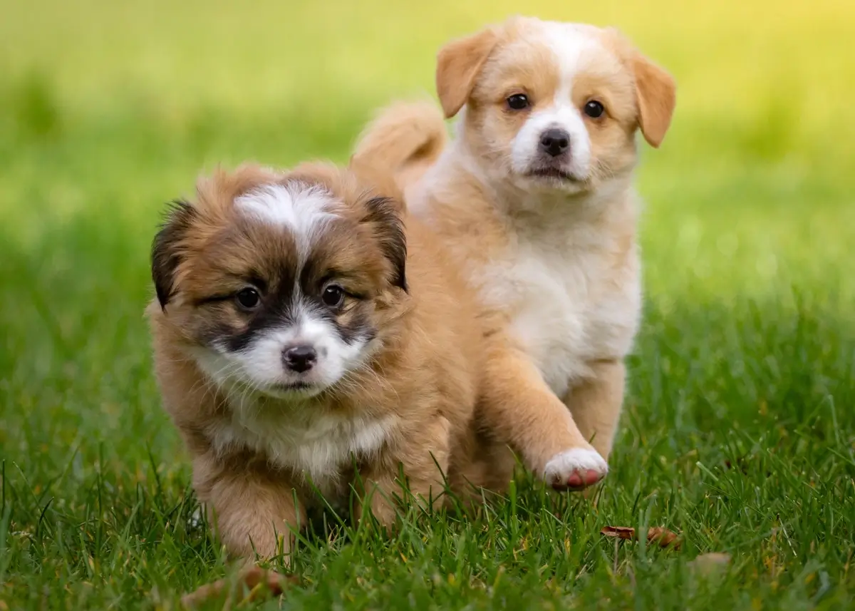 2 tan, brown, and white puppies romp around in the grass