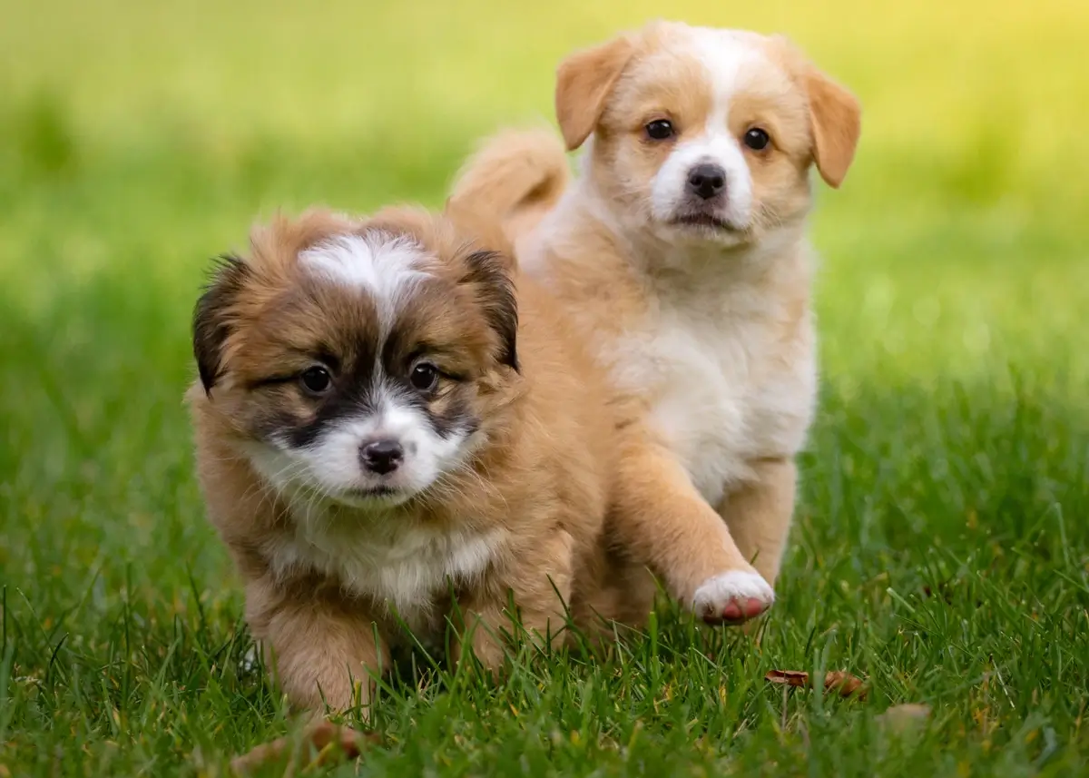 2puppiesingrass (1).webp