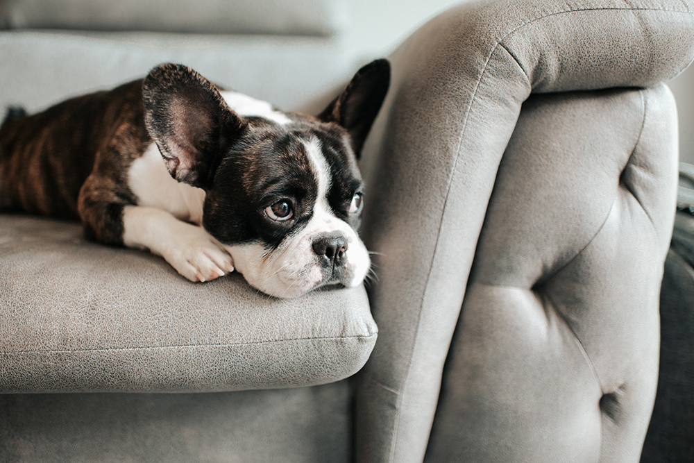 how do you make your dog throw up after eating a sock