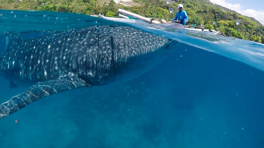 giant whale shark in Cebu shot using a gopro dome