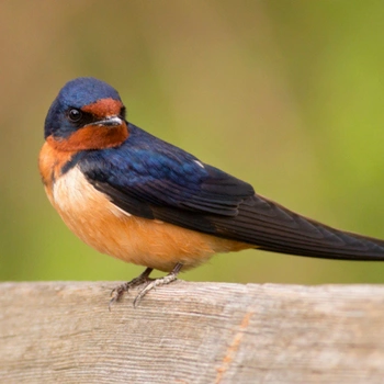 Alabama Birds Barn Swallow