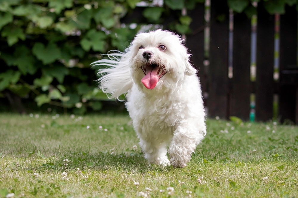 do maltese puppies shed their coat