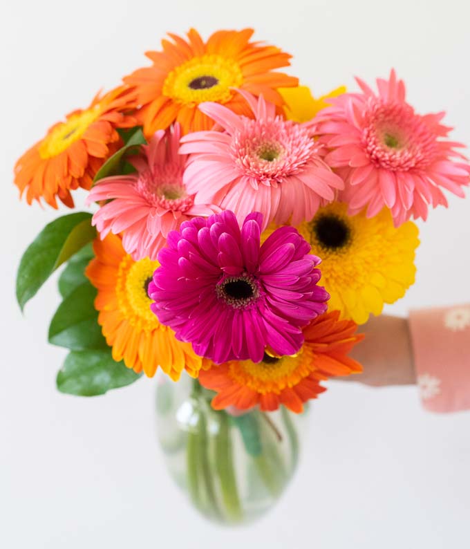 Gerbera Daisies