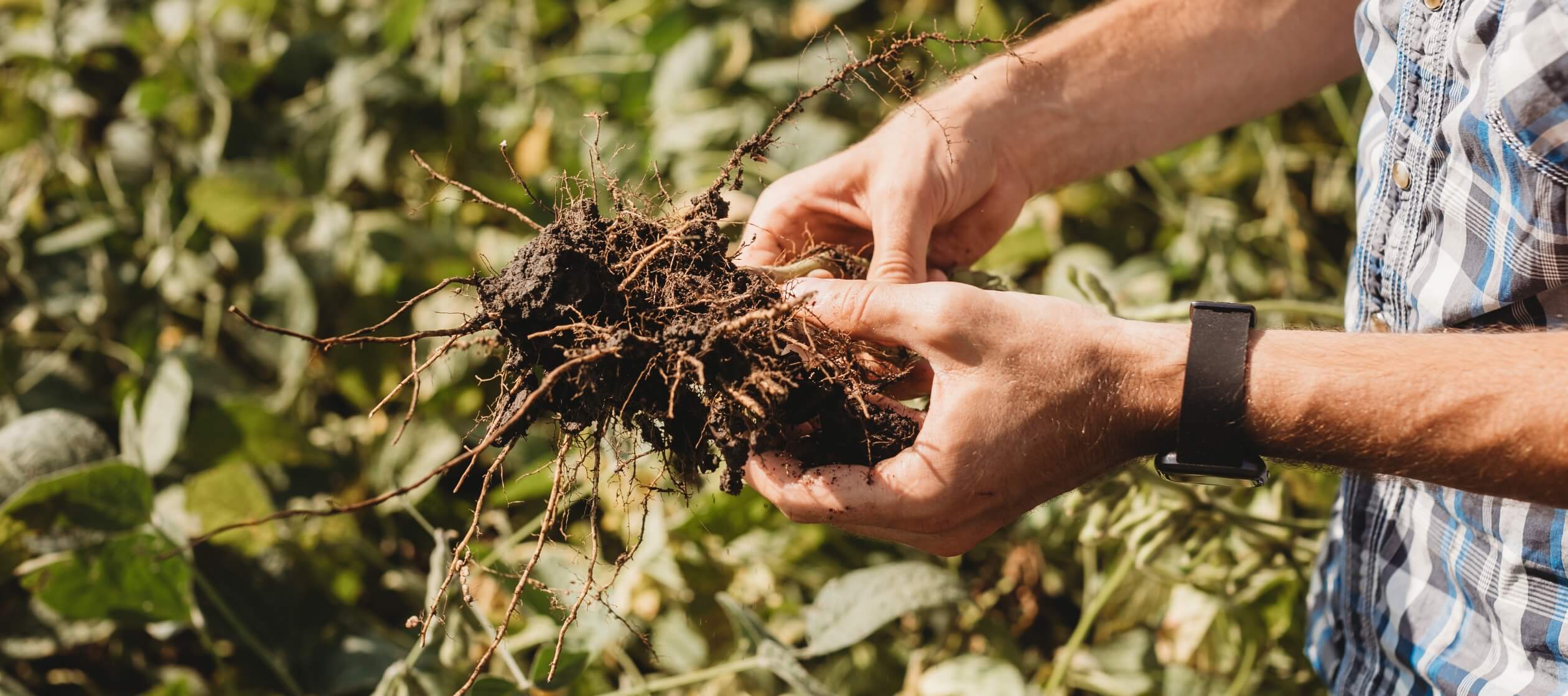 soil-in-hands