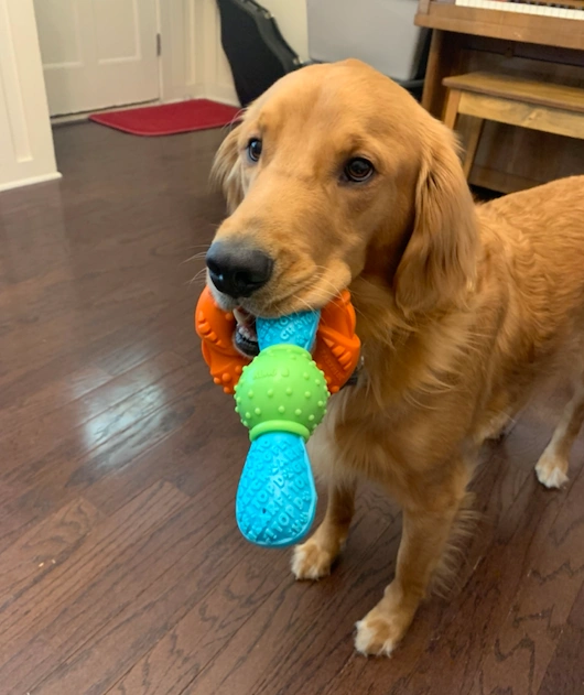 Best Durable Dog Toys For Heavy Chewers