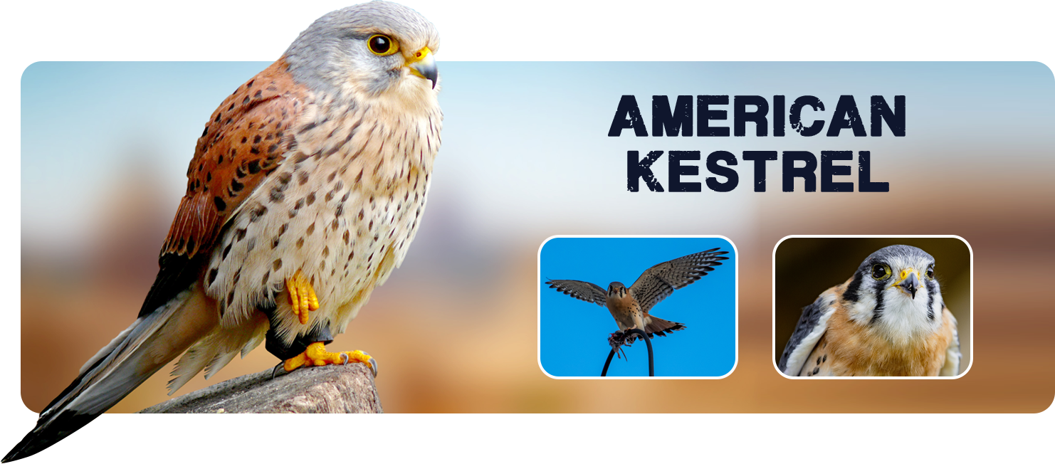 American Kestrel