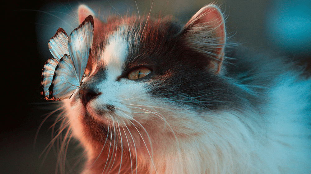 Cat with butterfly on its nose