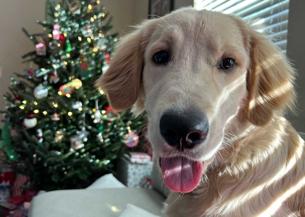 A golden retriever puppy with a pink tongue out in front of a Christmas tree