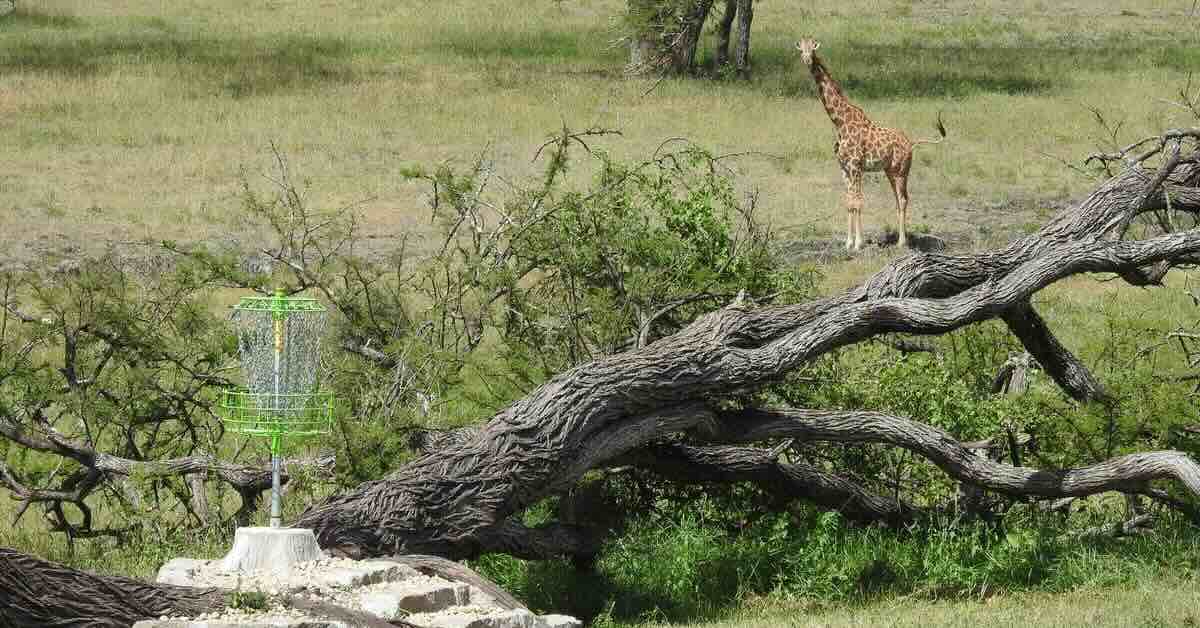A giraffe looks in the direction of a green disc golf basket