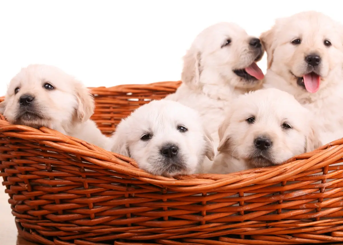 a basket full of 5 Golden Retriever puppies