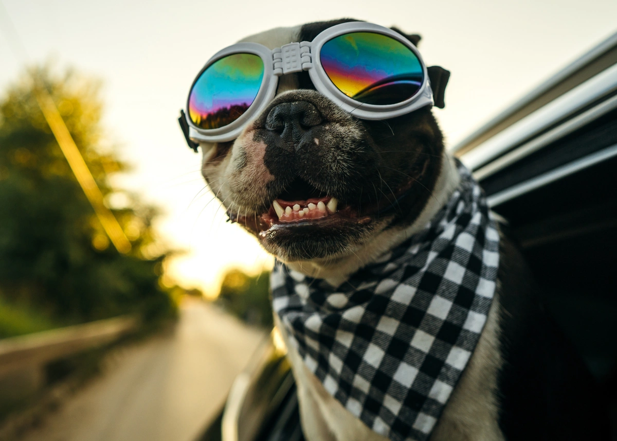 A French Bulldog wearing goggles and a bandana hangs out a car window