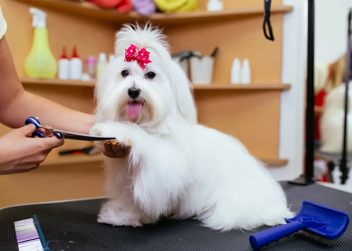 maltesegrooming (1).webp