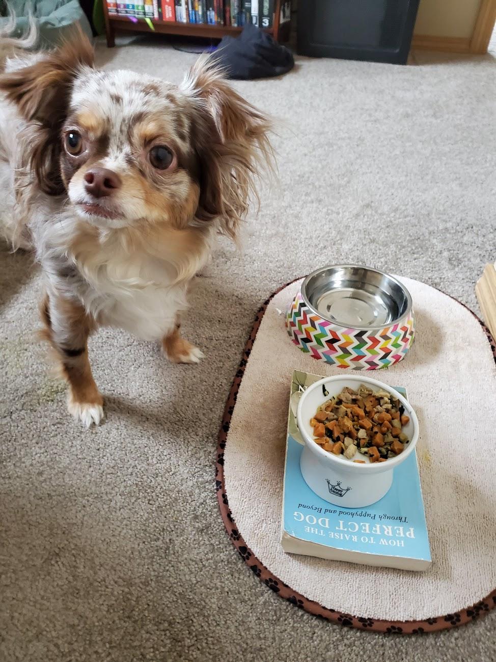 Best food for picky chihuahua hotsell