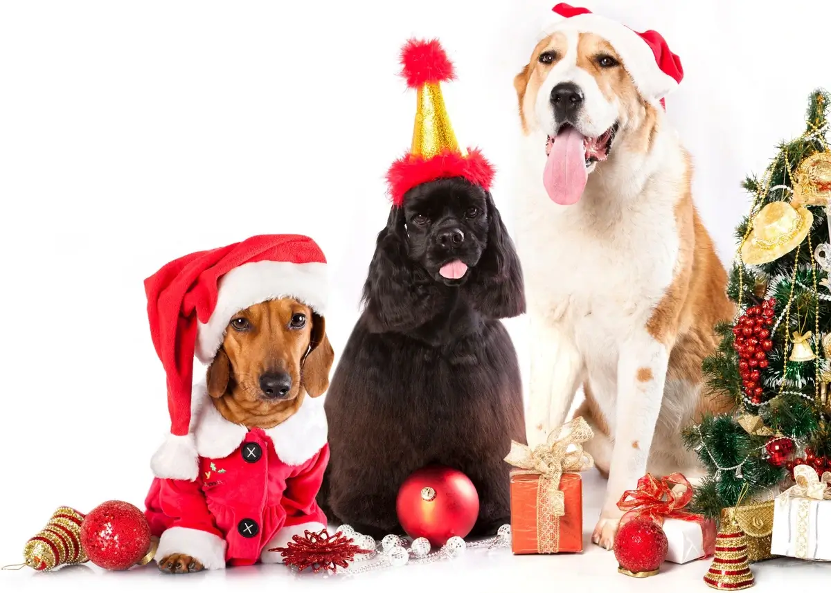 3 dogs in Christmas gear