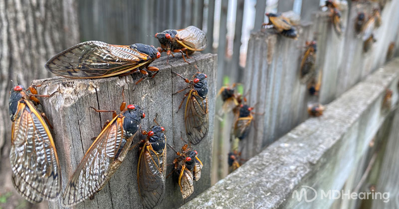 ​Cicada Noise: Understand the Buzz, ​​​Protect Your Hearing