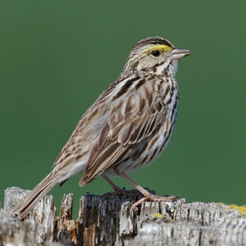Alabama Birds Savannah Sparrow